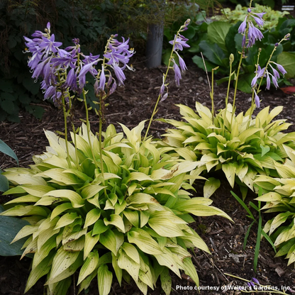 Hosta Munchkin Fire 1Q