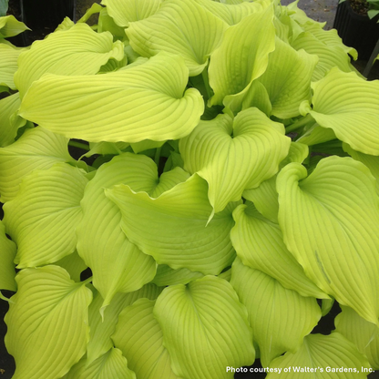 Hosta Dream Queen 1Q