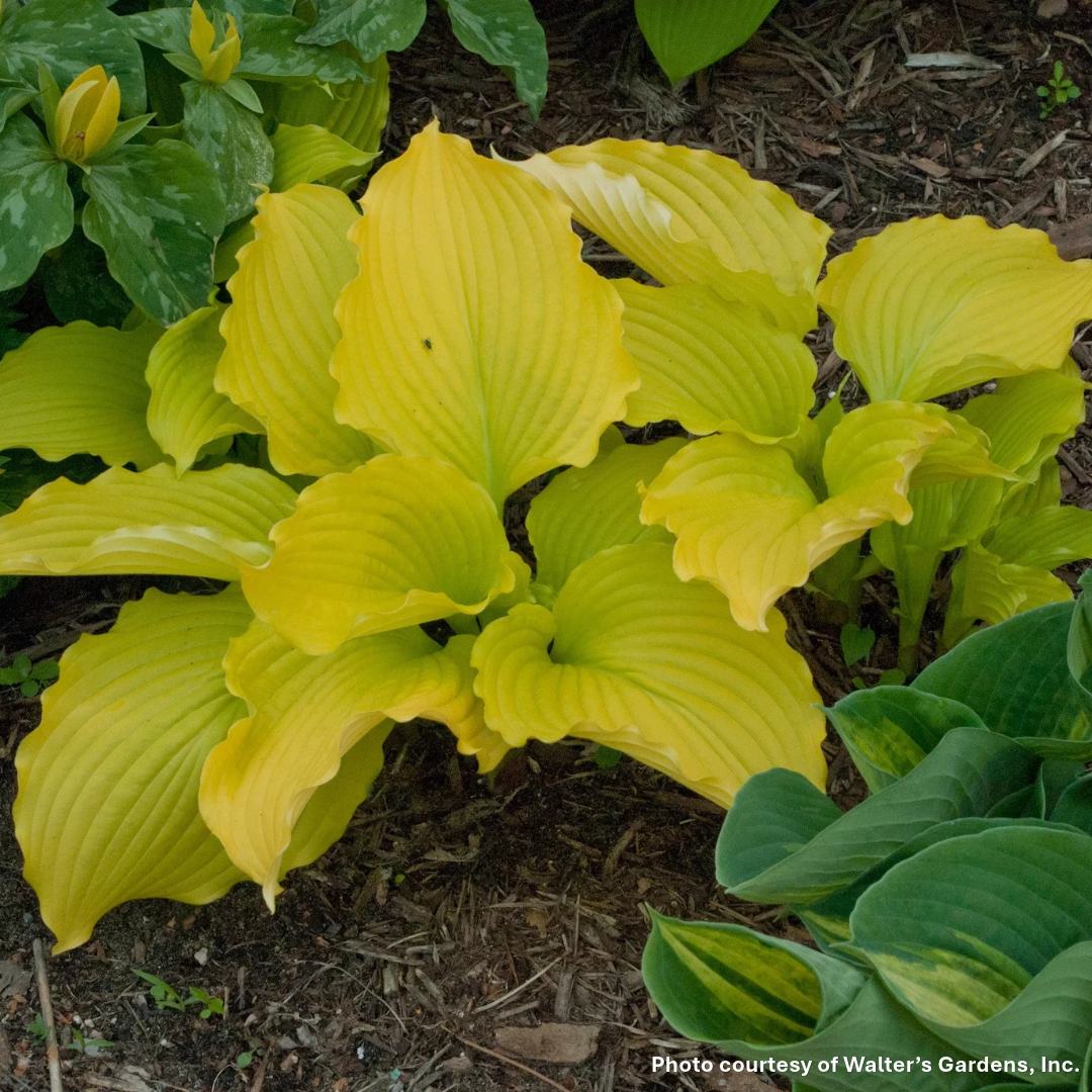 Hosta Dream Queen 1Q