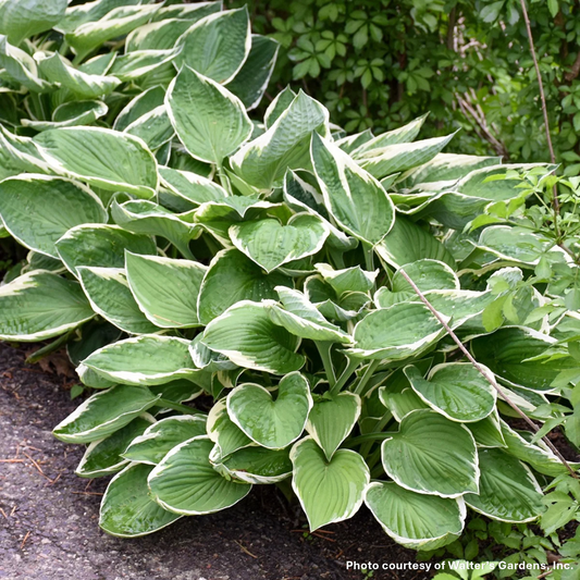Hosta x Francee 1G