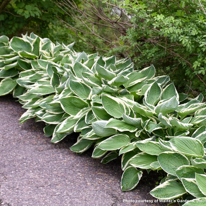 Hosta x Francee 1G