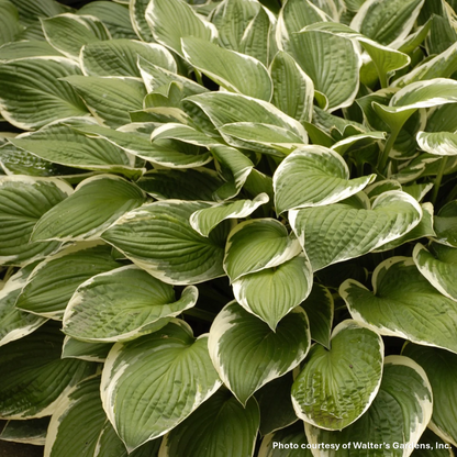 Hosta x Francee 1G