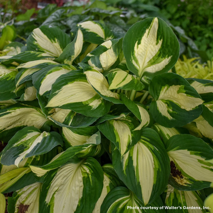 Hosta x Vulcan 1G