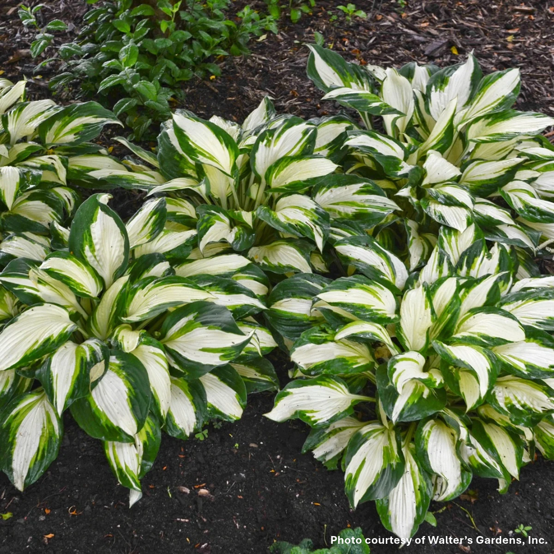 Hosta x Vulcan 1G