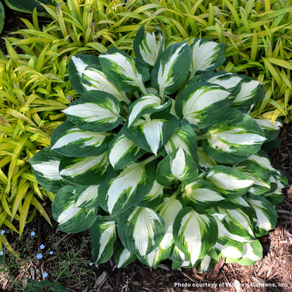 Hosta x Vulcan 1G