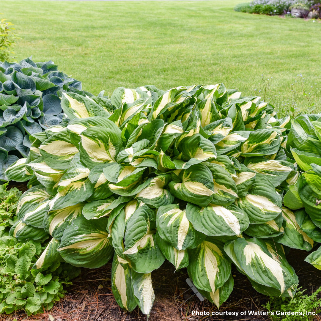 Hosta x Vulcan 1G