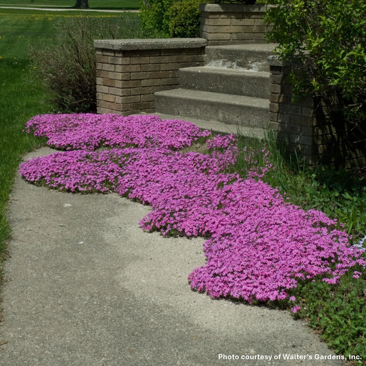 Phlox subulata Red Wings 1Q