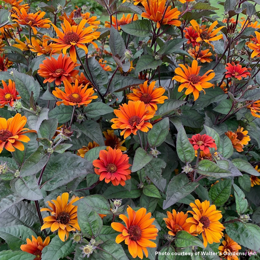 Heliopsis helianthoides var. scabra Bleeding Heart 1G