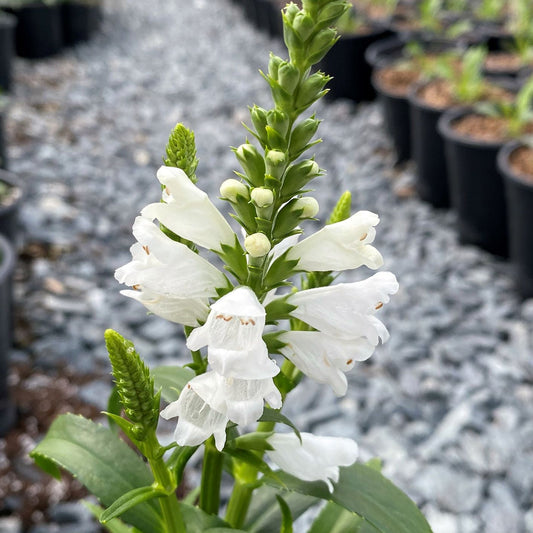 Physostegia virginiana Miss Manners 1G