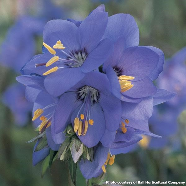 Polemonium yezoense Bressingham Purple 1G