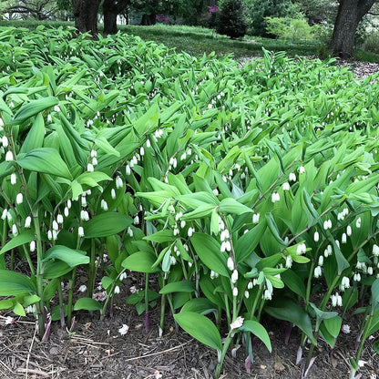 Polygonatum biflorum 3.25"