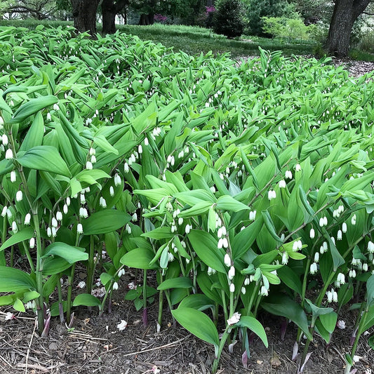 Polygonatum biflorum 3.25"