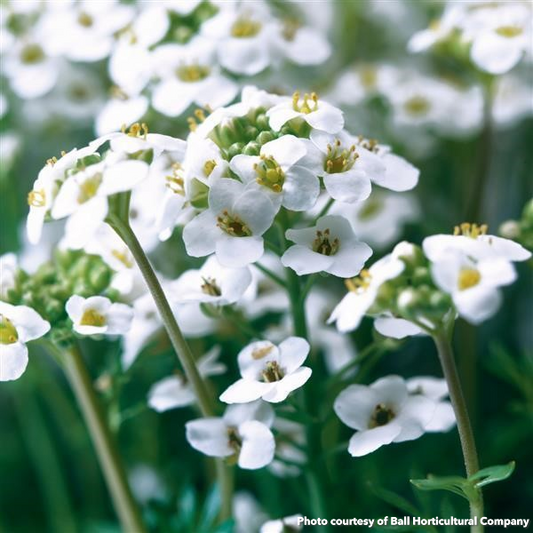 Pritzelago alpina Ice Cube White 1Q