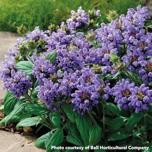 Prunella grandiflora Lacy Blue 1G