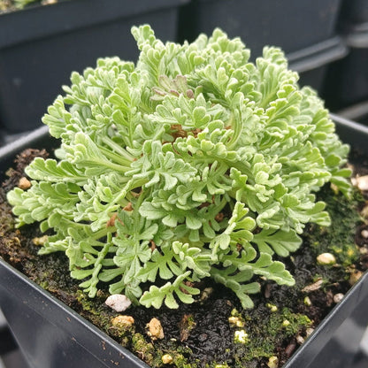 Pterocephalus depressus 3.25"