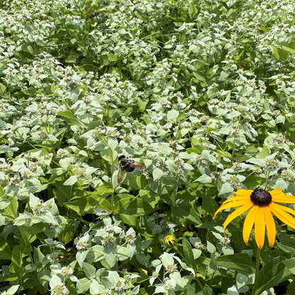 Pycnanthemum muticum 1Q