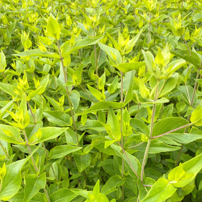 Pycnanthemum muticum 1G