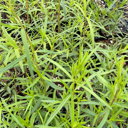 Pycnanthemum tenuifolium 1G