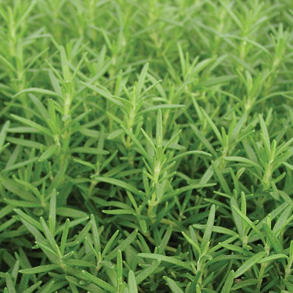 Rosemary officinalis Huntington Carpet 3.25"
