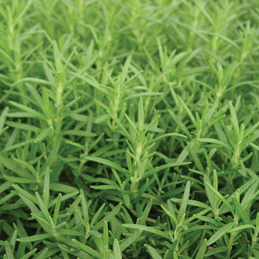 Rosemary officinalis Huntington Carpet 3.25"