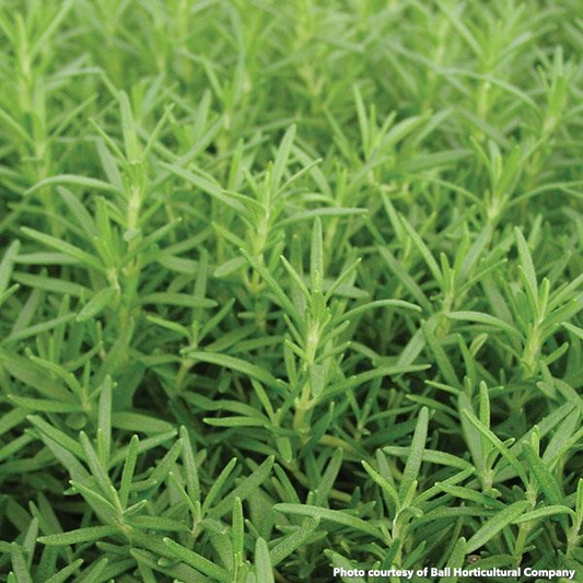 Rosemary officinalis Huntington Carpet 1Q