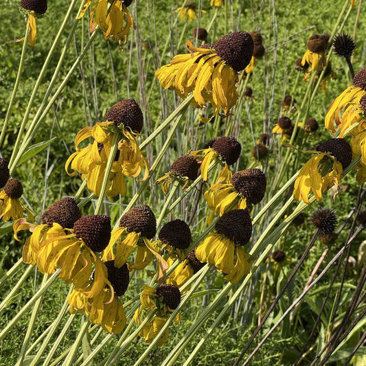 Rudbeckia sp. Sundance 1G
