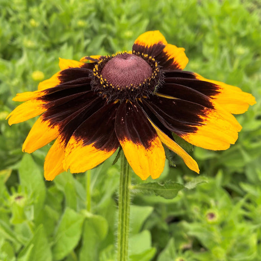 Rudbeckia hirta Denver Daisy 1G