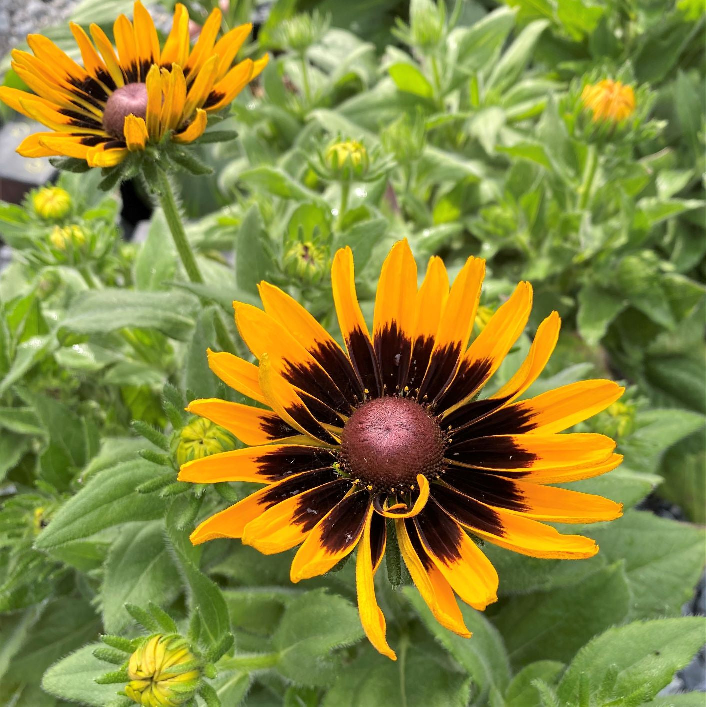 Rudbeckia hirta Denver Daisy 1G