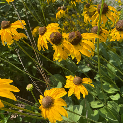 Rudbeckia grandiflora Sundance 1G