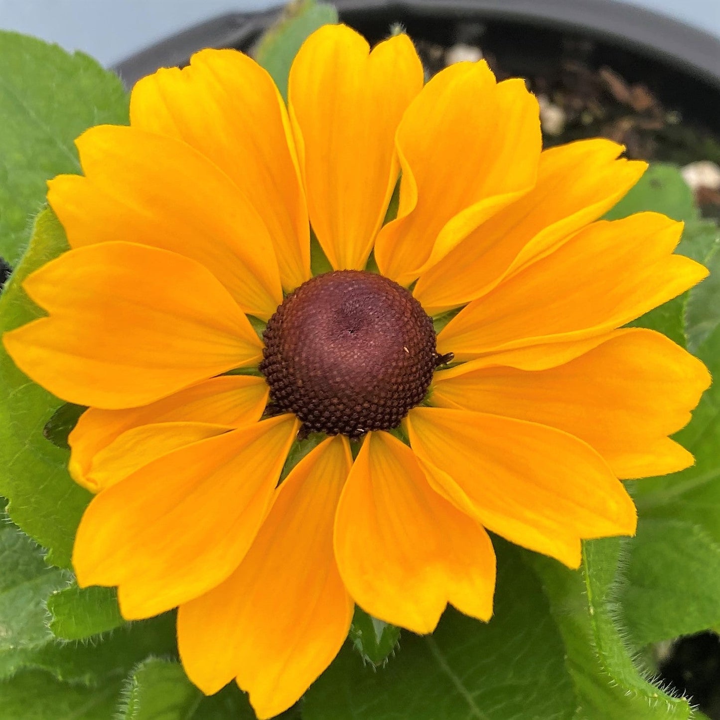 Rudbeckia hirta Toto Gold 1G