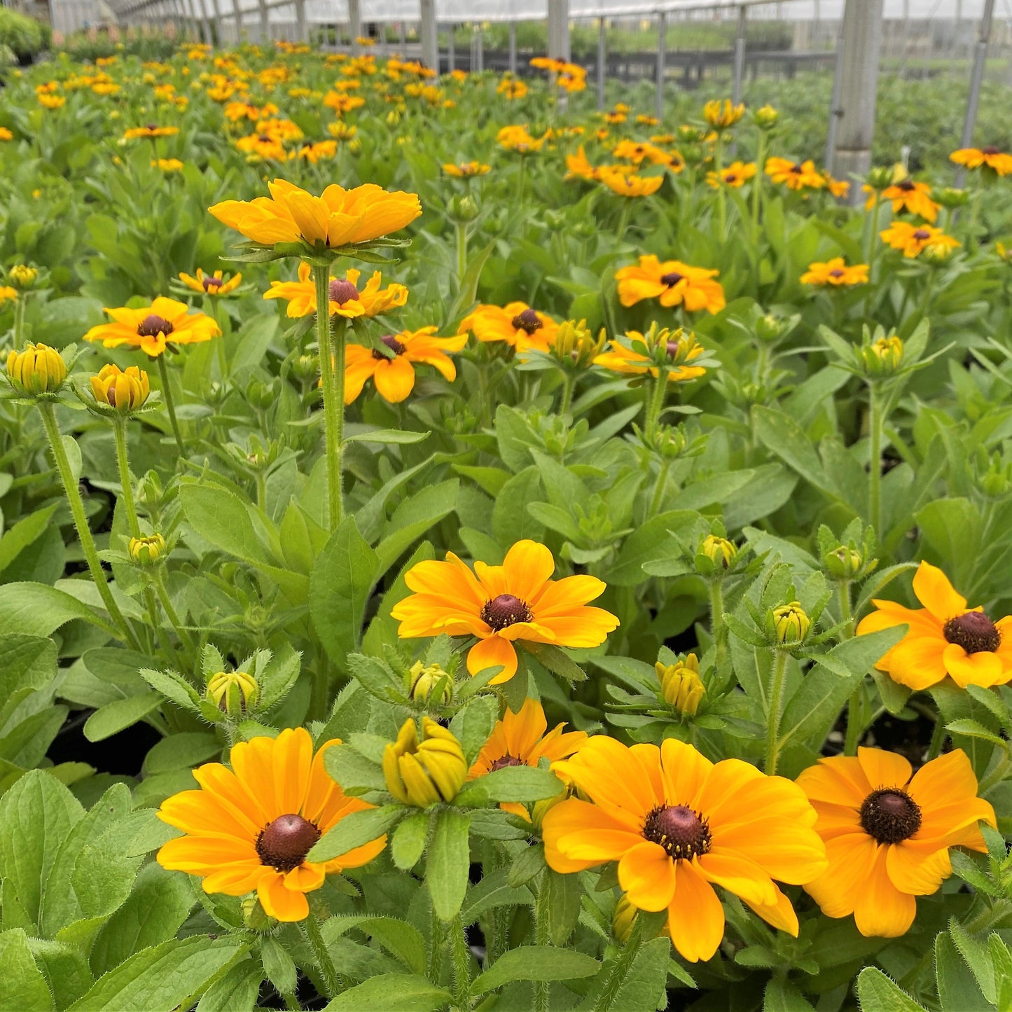 Rudbeckia hirta Toto Gold 1G