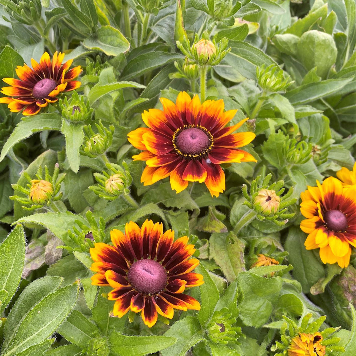 Rudbeckia hirta Toto Rustic 1G