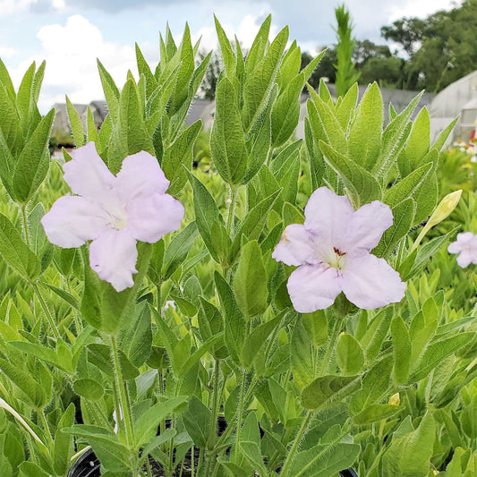 Ruellia humilis 1G
