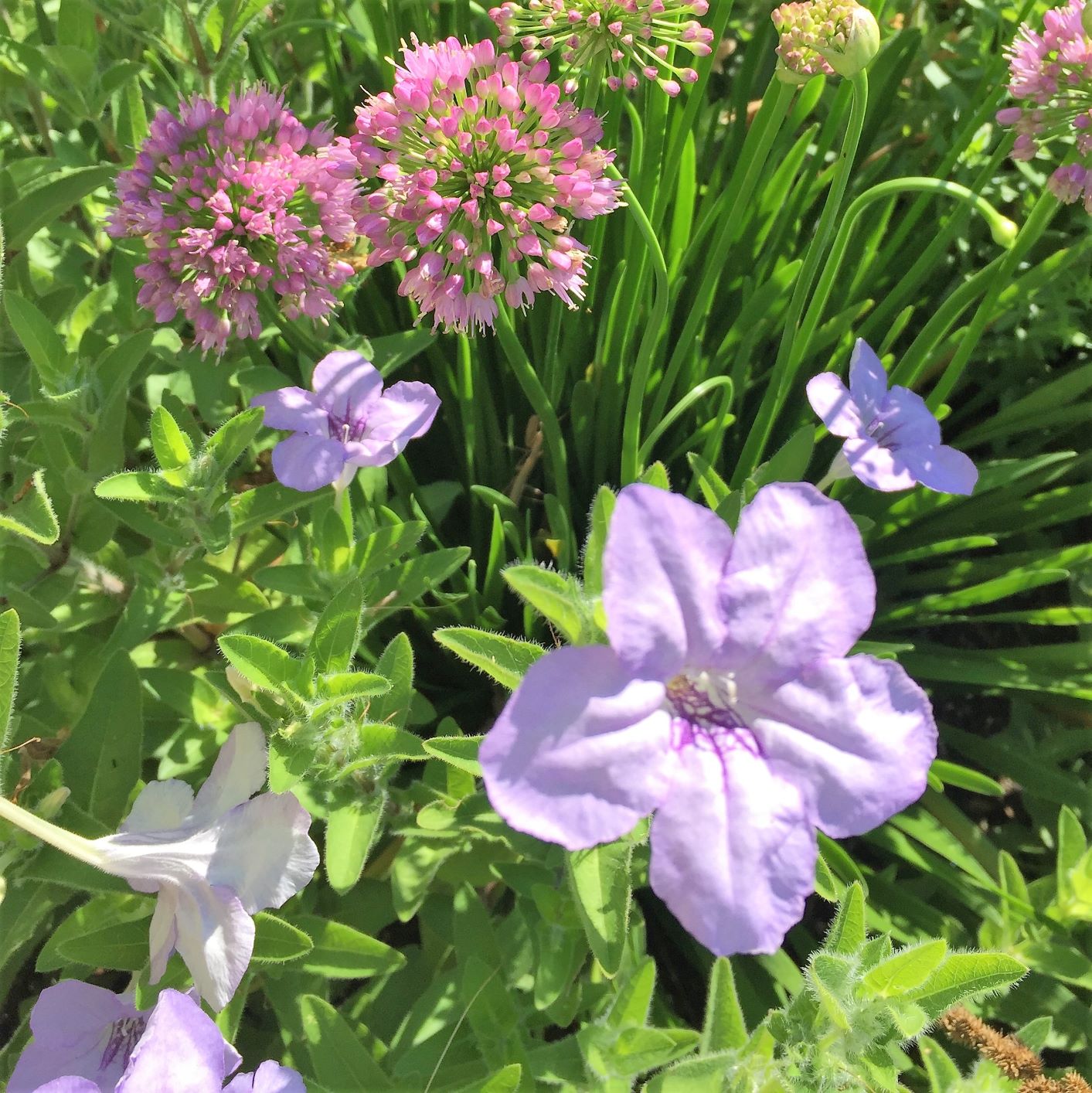 Ruellia humilis 1Q