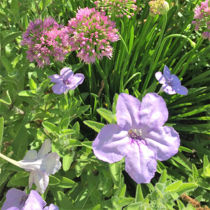 Ruellia humilis 1Q