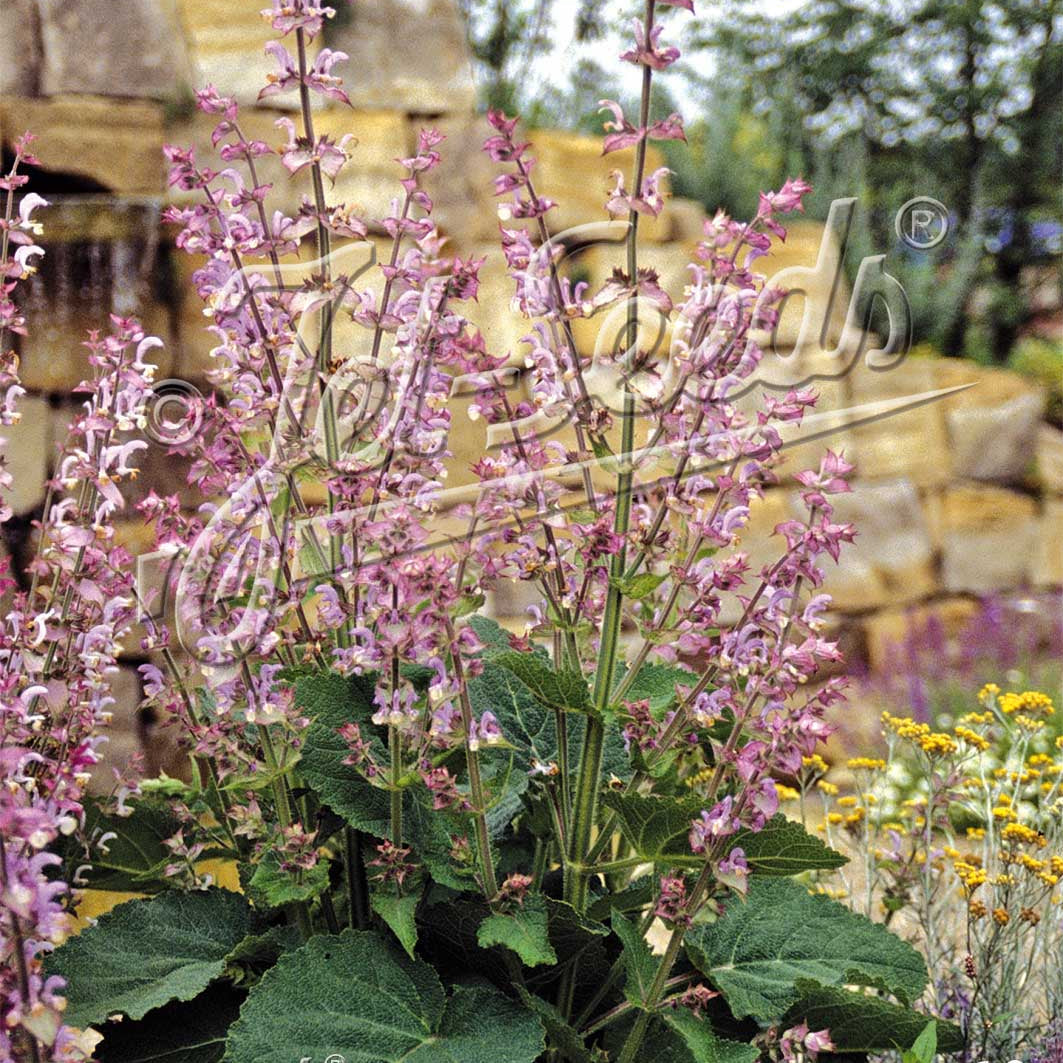 Salvia sclarea var. turkestanica Vatican Pink 1G
