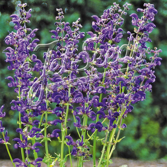 Salvia pratensis Twilight Serenade 1Q