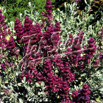 Salvia pachyphylla Mojave 3.25"