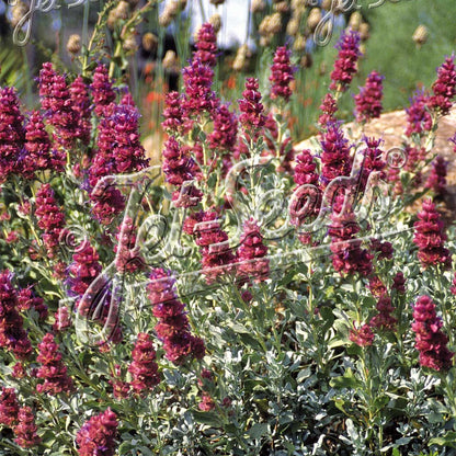 Salvia pachyphylla Mojave 3.25"