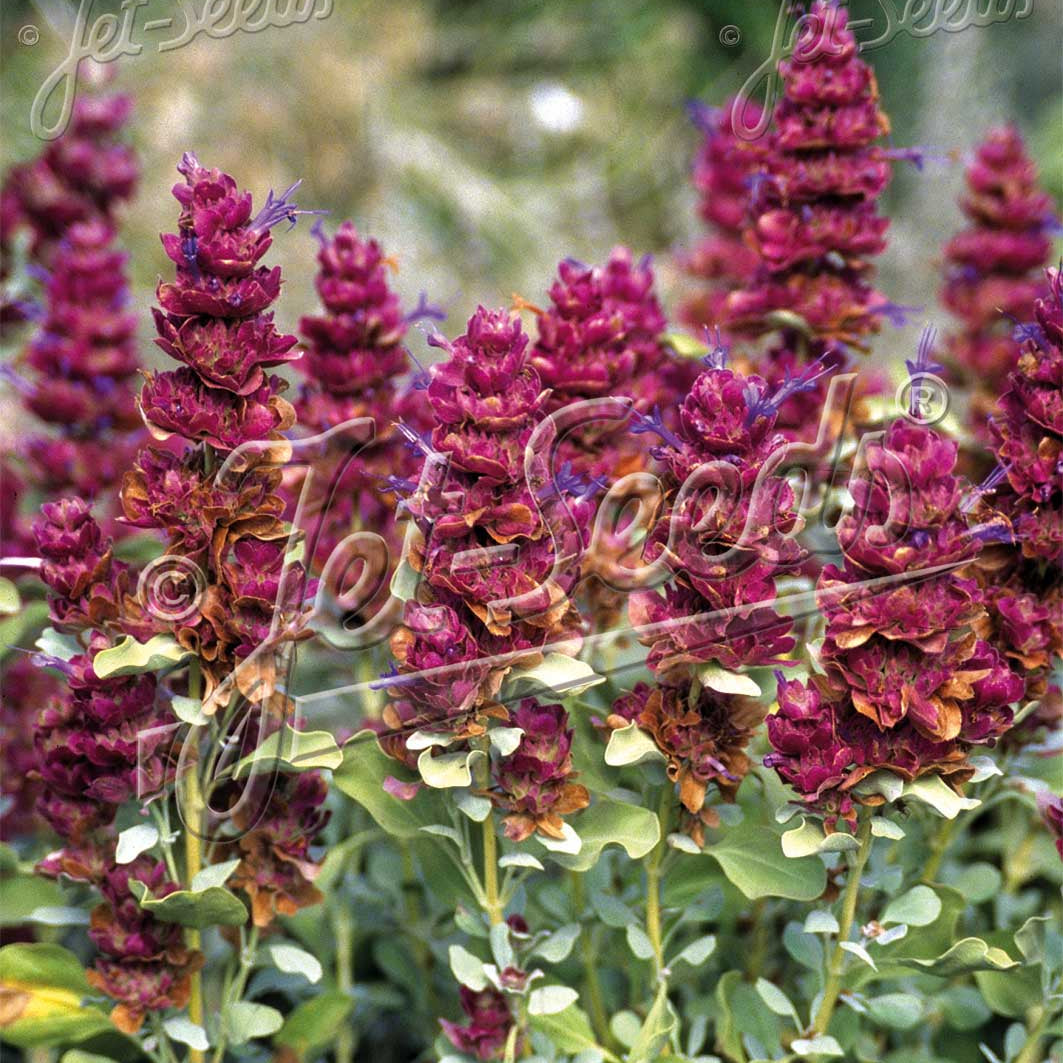 Salvia pachyphylla Mojave 3.25"