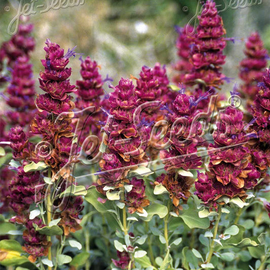Salvia pachyphylla Mojave 3.25"