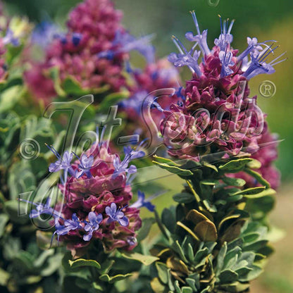 Salvia pachyphylla Mojave 3.25"