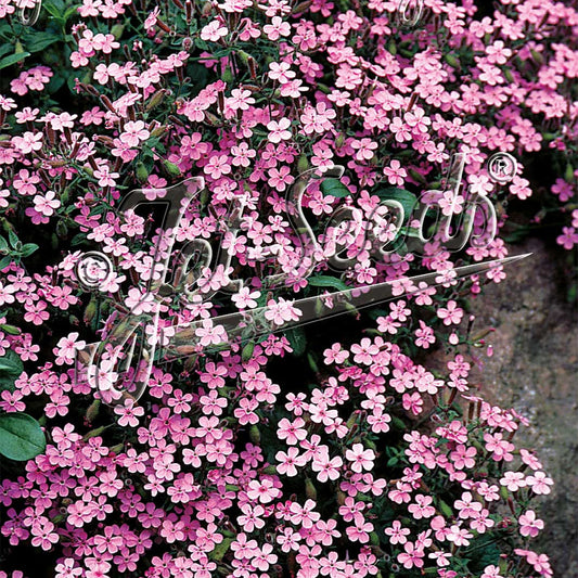 Saponaria ocymoides Splendens 1Q