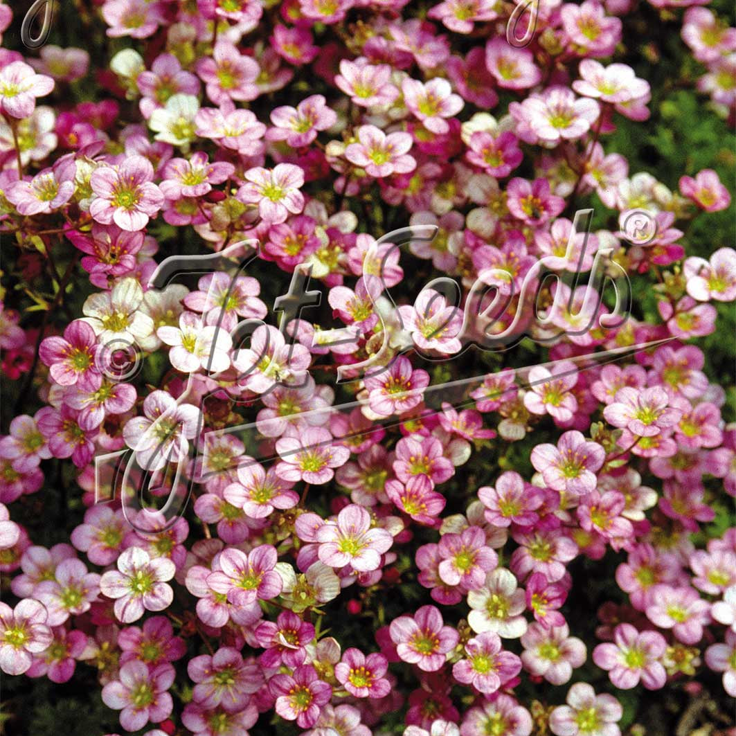 Saxifraga x Floral Carpet 3.25"