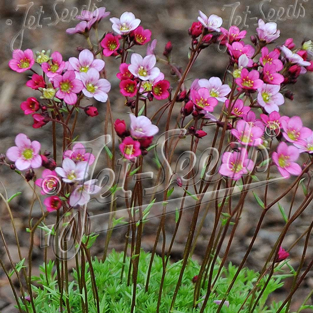 Saxifraga x Floral Carpet 3.25"