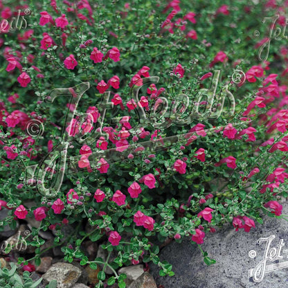 Scutellaria suffrutescens 3.25"
