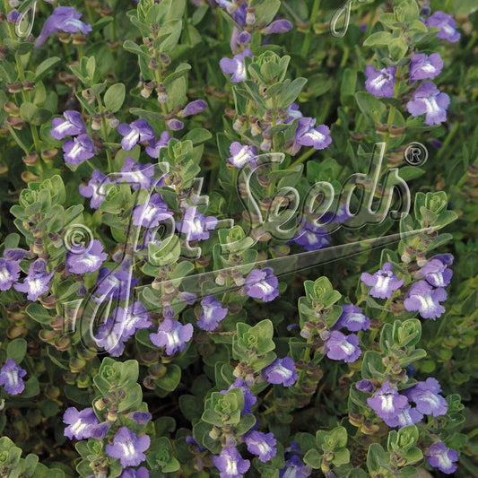 Scutellaria resinosa Smoky Hills 1Q