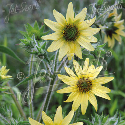 Silphium mohrii 1G