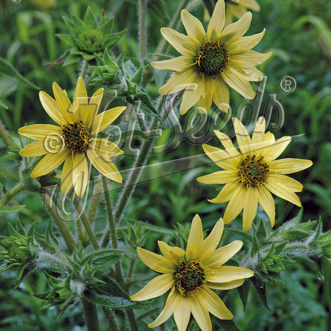 Silphium mohrii 1G