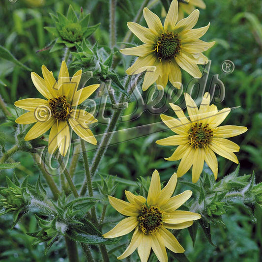 Silphium mohrii 1G